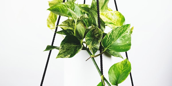 英超联赛曼联对阵利物浦足球比赛直播画面